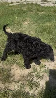 Texas , a male Goldendoodle for sale in Cape Girardeau, MO – 5 of 5