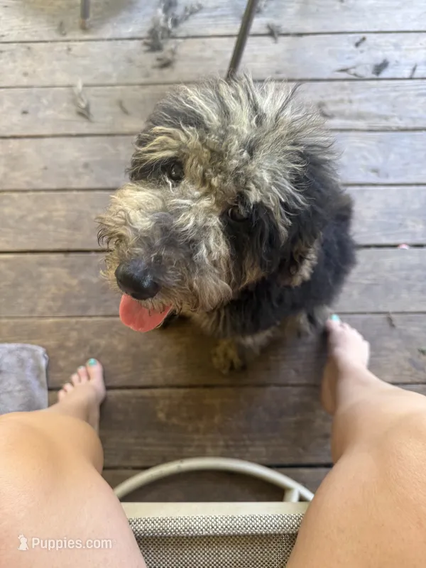 Ella F1b – Goldendoodle puppy for sale in Zalma, MO