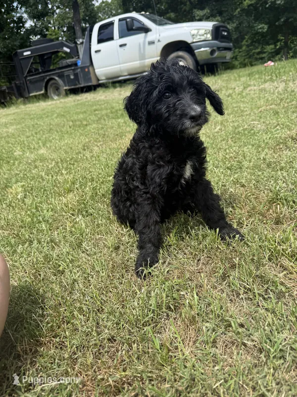 Dandelion F1b  – Goldendoodle puppy on hold in Zalma, MO