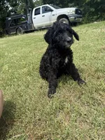 Dandelion , a female Goldendoodle for sale in Cape Girardeau, MO – 2 of 4