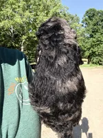 Merley, a female Goldendoodle for sale in Cape Girardeau, MO – 4 of 5