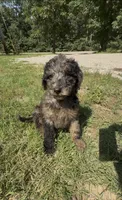 Ella, a female Goldendoodle for sale in Cape Girardeau, MO – 1 of 5