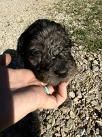 Merley, a female Goldendoodle for sale in Cape Girardeau, MO – 3 of 5
