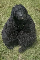 Butterfly , a female Goldendoodle for sale in Cape Girardeau, MO – 2 of 2