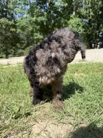 Ella, a female Goldendoodle for sale in Cape Girardeau, MO – 5 of 5