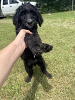 Dandelion , a female Goldendoodle for sale in Cape Girardeau, MO – 4 of 4
