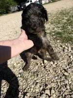 Merley, a female Goldendoodle for sale in Cape Girardeau, MO – 5 of 5
