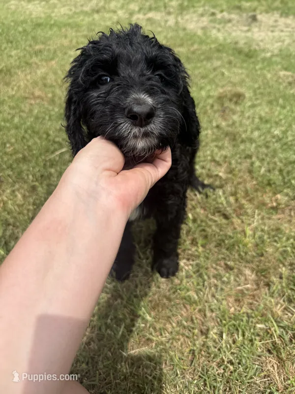 Dandelion  – Goldendoodle puppy for sale in Cape Girardeau, MO