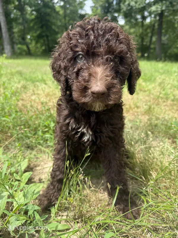 Boots – Goldendoodle puppy for sale in Cape Girardeau, MO