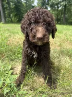 Boots, a male Goldendoodle for sale in Cape Girardeau, MO – 1 of 4
