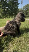 Ella, a female Goldendoodle for sale in Cape Girardeau, MO – 3 of 5