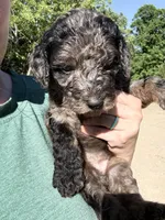 Merley, a female Goldendoodle for sale in Cape Girardeau, MO – 2 of 5