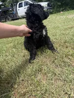 Dandelion , a female Goldendoodle for sale in Cape Girardeau, MO – 3 of 4