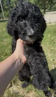 Texas , a male Goldendoodle for sale in Cape Girardeau, MO – 3 of 5
