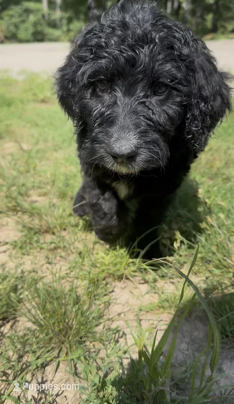 Texas F1b  – Goldendoodle puppy on hold in Zalma, MO