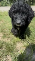 Texas , a male Goldendoodle for sale in Cape Girardeau, MO – 4 of 5