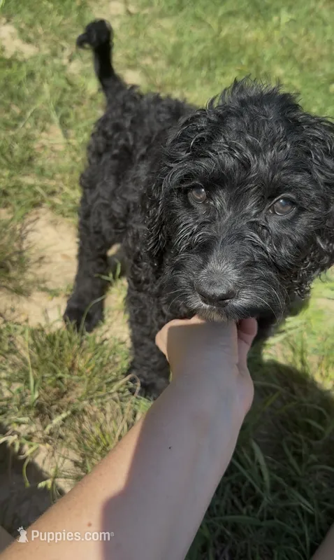 Texas  – Goldendoodle puppy for sale in Cape Girardeau, MO