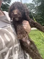 Boots, a male Goldendoodle for sale in Cape Girardeau, MO – 2 of 4
