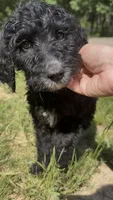 Texas , a male Goldendoodle for sale in Cape Girardeau, MO – 2 of 5