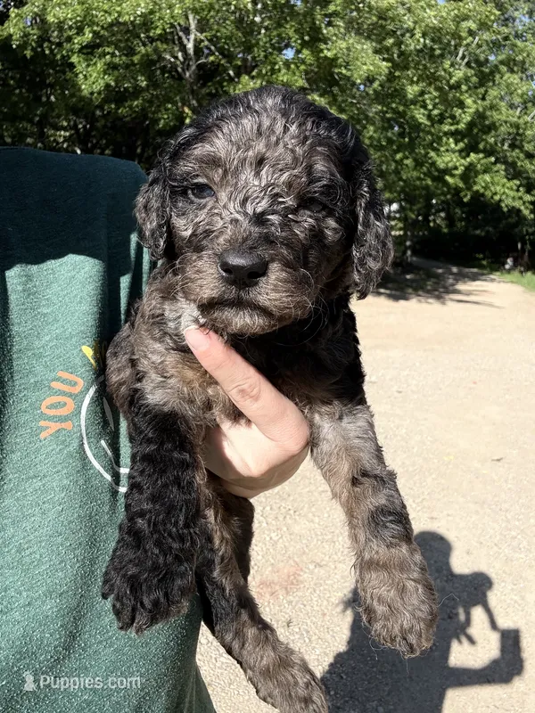Merley – Goldendoodle puppy for sale in Cape Girardeau, MO