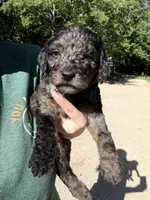 Merley, a female Goldendoodle for sale in Cape Girardeau, MO – 1 of 5