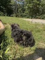 Ella, a female Goldendoodle for sale in Cape Girardeau, MO – 2 of 5