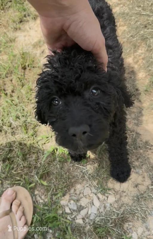 Butterfly  – Goldendoodle puppy for sale in Cape Girardeau, MO