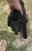 Butterfly , a female Goldendoodle for sale in Cape Girardeau, MO – 1 of 2