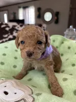 Purple Girl  #2-Chanel💜(toy size), a female Aussiedoodle and Poodle - Toy  for sale in Saucier, MS – 4 of 6