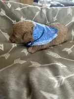 Blue Boy #3, a male Aussiedoodle and Poodle - Toy  for sale in Saucier, MS – 4 of 5