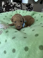 Blue Boy #3-Cinnamon 💙(toy size), a male Aussiedoodle and Poodle - Toy  for sale in Saucier, MS – 4 of 6
