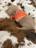 Orange Boy #4, a male Aussiedoodle and Poodle - Toy  for sale in Saucier, MS – 4 of 7