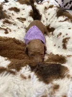 Purple Girl  #2-Chanel💜(toy size), a female Aussiedoodle and Poodle - Toy  for sale in Saucier, MS – 6 of 6