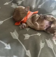 Orange Boy #4-Teddy 🧸(toy size), a male Aussiedoodle and Poodle - Toy  for sale in Saucier, MS – 6 of 6