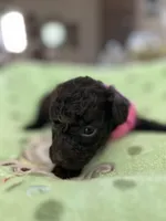 Pink Girl #1-CoCo🎀(toy size), a female Aussiedoodle and Poodle - Toy  for sale in Saucier, MS – 4 of 5
