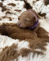 Purple Girl  #2-Chanel💜(toy size), a female Aussiedoodle and Poodle - Toy  for sale in Saucier, MS – 5 of 6