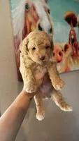Orange Boy #4-Teddy 🧸(toy size), a male Aussiedoodle and Poodle - Toy  for sale in Saucier, MS – 2 of 6