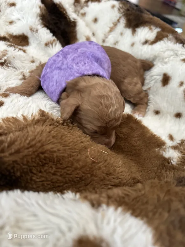 Purple Girl  #2 – Aussiedoodle, Poodle - Toy  puppy for sale in Saucier, MS