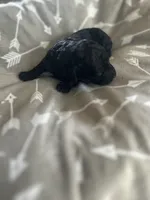 Teal Boy # 2, a male Aussiedoodle and Poodle - Toy  for sale in Saucier, MS – 3 of 8