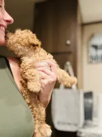 Purple Girl  #2-Chanel💜(toy size), a female Aussiedoodle and Poodle - Toy  for sale in Saucier, MS – 3 of 6