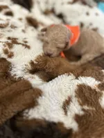 Orange Boy #4, a male Aussiedoodle and Poodle - Toy  for sale in Saucier, MS – 2 of 7