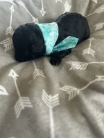 Teal Boy # 2, a male Aussiedoodle and Poodle - Toy  for sale in Saucier, MS – 4 of 8