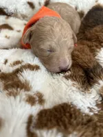 Orange Boy #4, a male Aussiedoodle and Poodle - Toy  for sale in Saucier, MS – 5 of 7