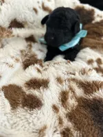 Teal Boy # 2, a male Aussiedoodle and Poodle - Toy  for sale in Saucier, MS – 6 of 8