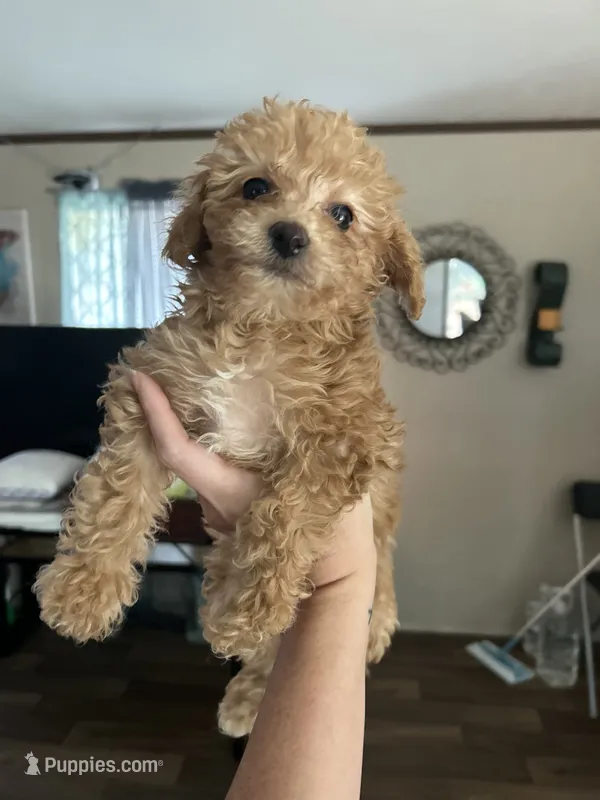 Purple Girl  #2-Chanel💜(toy size) – Aussiedoodle, Poodle - Toy  puppy for sale in Saucier, MS