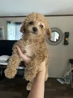 Purple Girl  #2-Chanel💜(toy size), a female Aussiedoodle and Poodle - Toy  for sale in Saucier, MS – 1 of 6