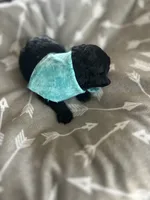 Teal Boy # 2, a male Aussiedoodle and Poodle - Toy  for sale in Saucier, MS – 5 of 8