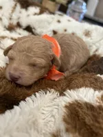 Orange Boy #4-Teddy 🧸(toy size), a male Aussiedoodle and Poodle - Toy  for sale in Saucier, MS – 4 of 6