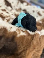 Teal Boy # 2, a male Aussiedoodle and Poodle - Toy  for sale in Saucier, MS – 2 of 8