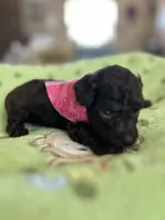 Pink Girl #1-CoCo🎀(toy size), a female Aussiedoodle and Poodle - Toy  for sale in Saucier, MS – 2 of 5